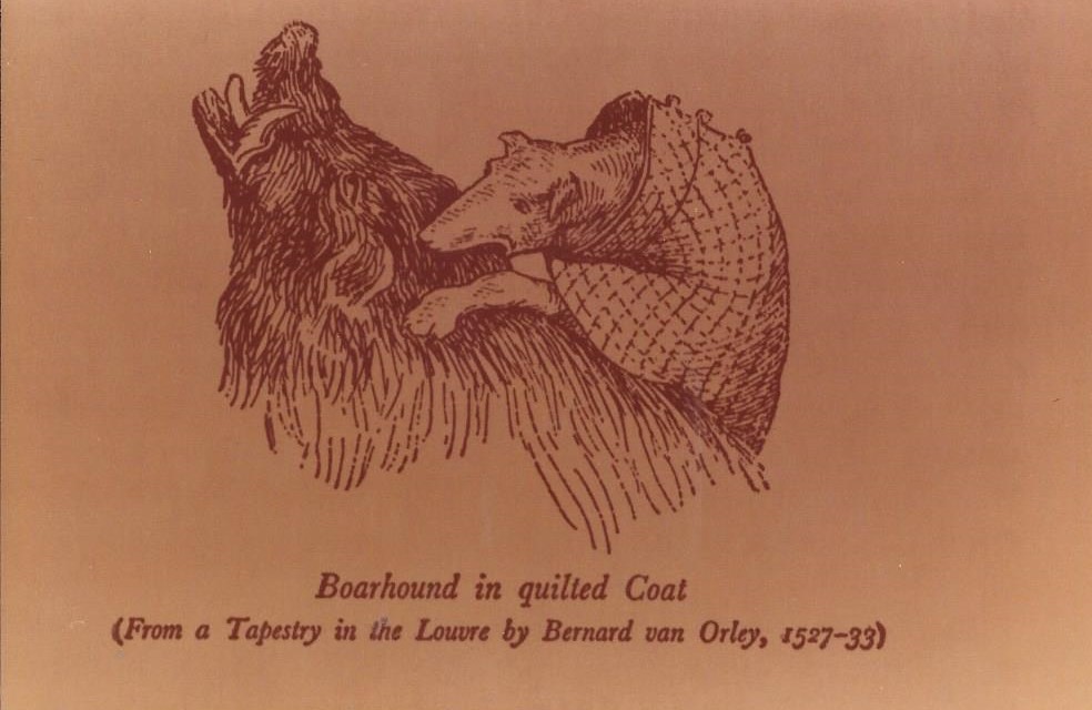 Boarhound in a quilted coat
